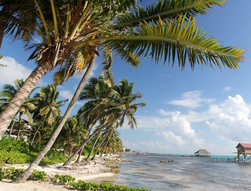 arbol,belize,caribbean,cloud,coco,environment,eternity,explorati summer tropical