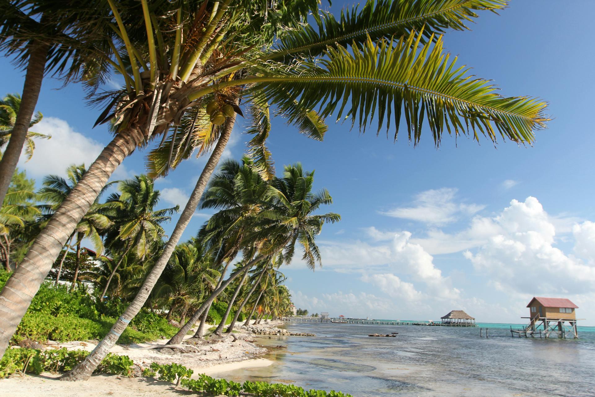 arbol,belize,caribbean,cloud,coco,environment,eternity,explorati summer tropical