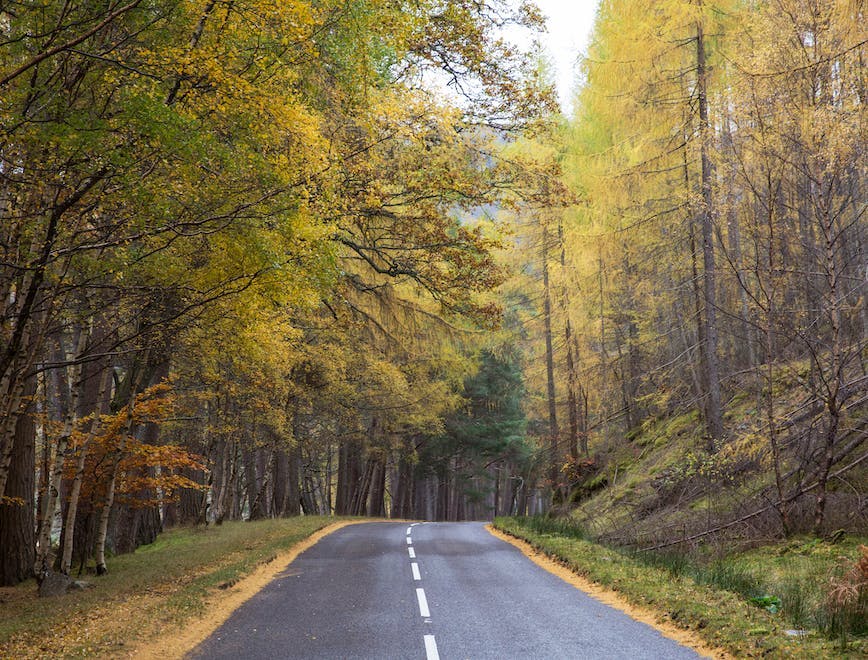 great britain,ross-shire,scotland,scottish highlands,travel dest ullapool scotland road tarmac asphalt tree plant highway freeway