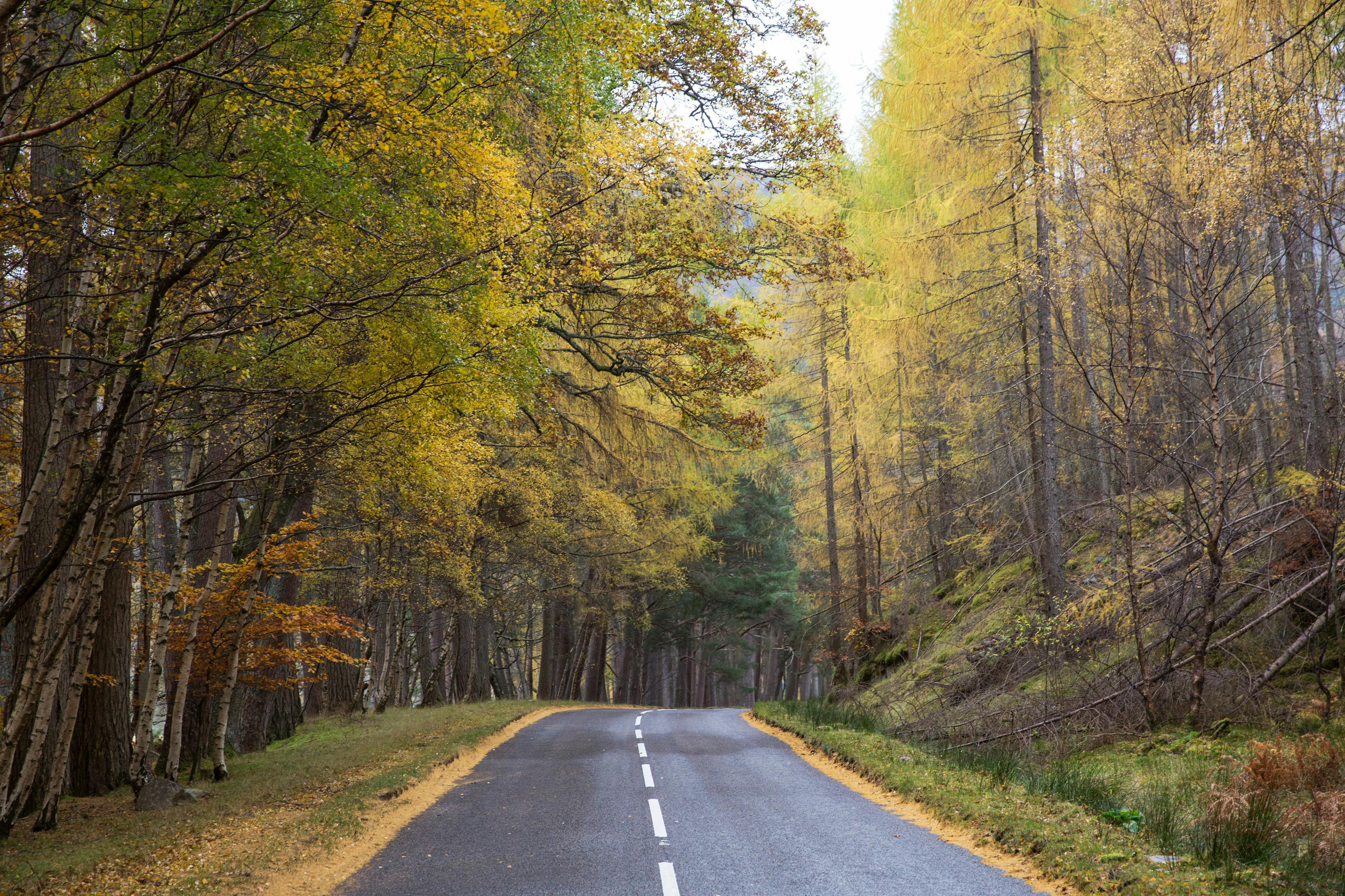 great britain,ross-shire,scotland,scottish highlands,travel dest ullapool scotland road tarmac asphalt tree plant highway freeway