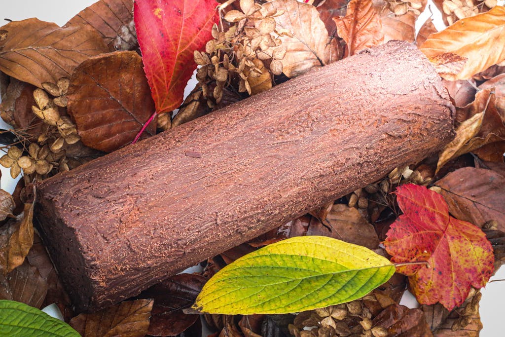 leaf plant tree