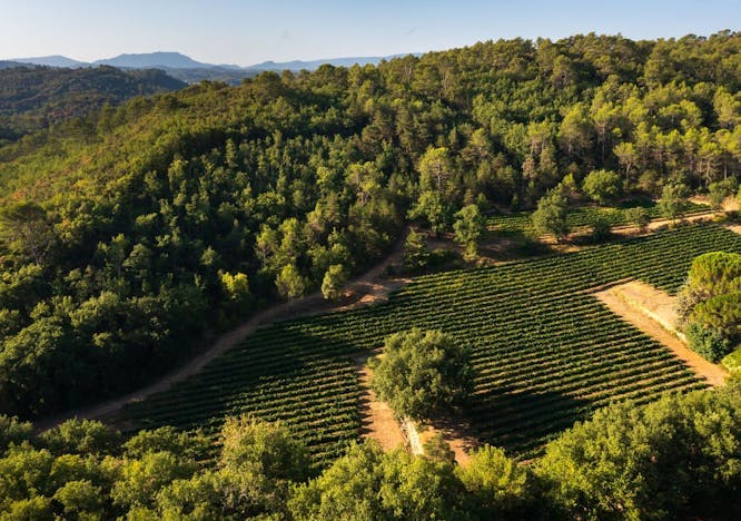 nature outdoors farm countryside rural vineyard