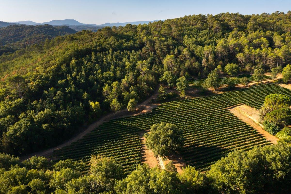 nature outdoors farm countryside rural vineyard