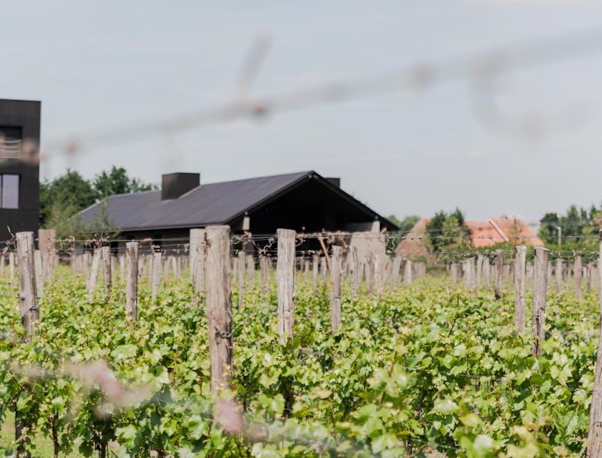 nature outdoors countryside rural farm vineyard