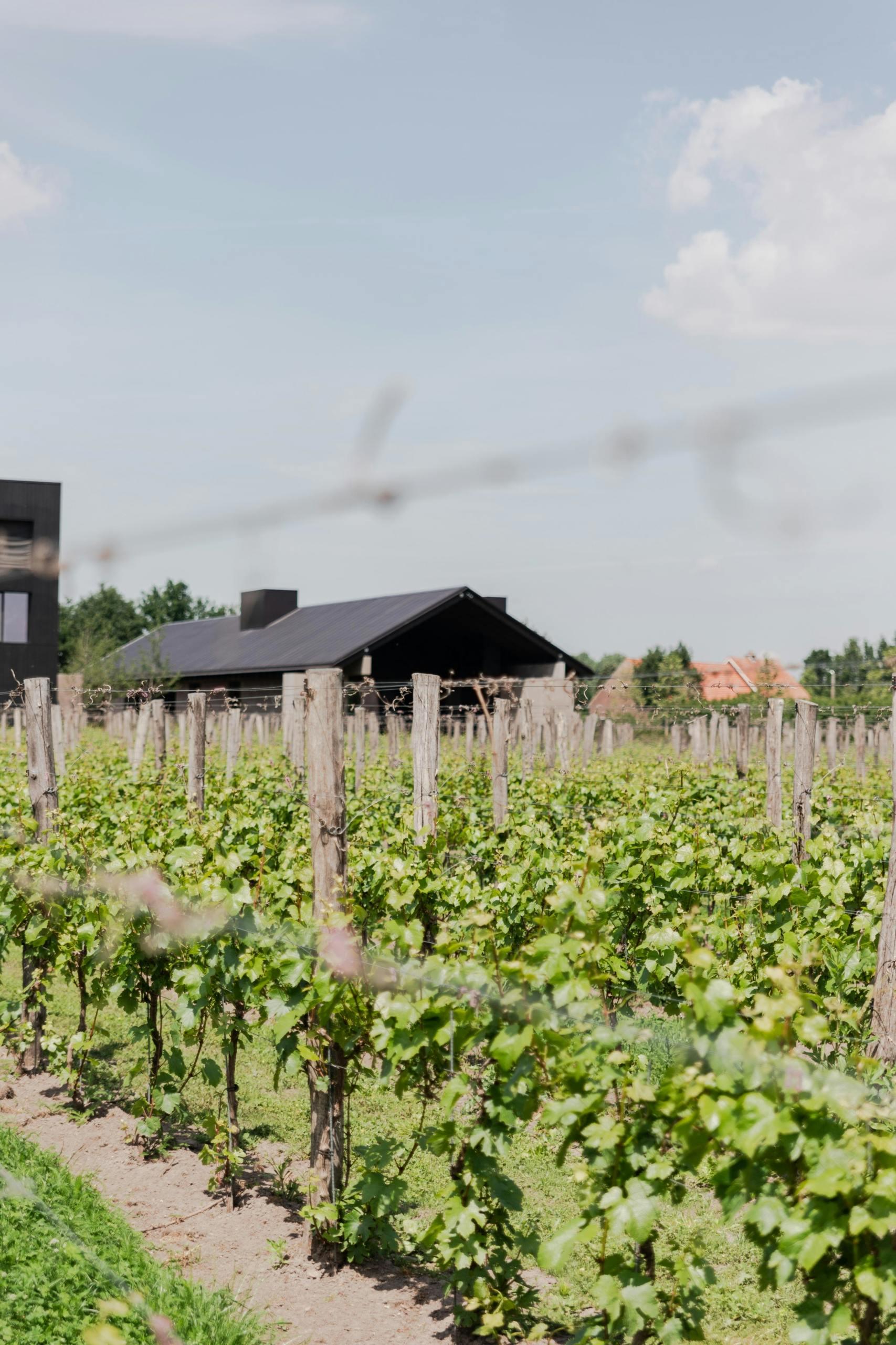 nature outdoors countryside rural farm vineyard