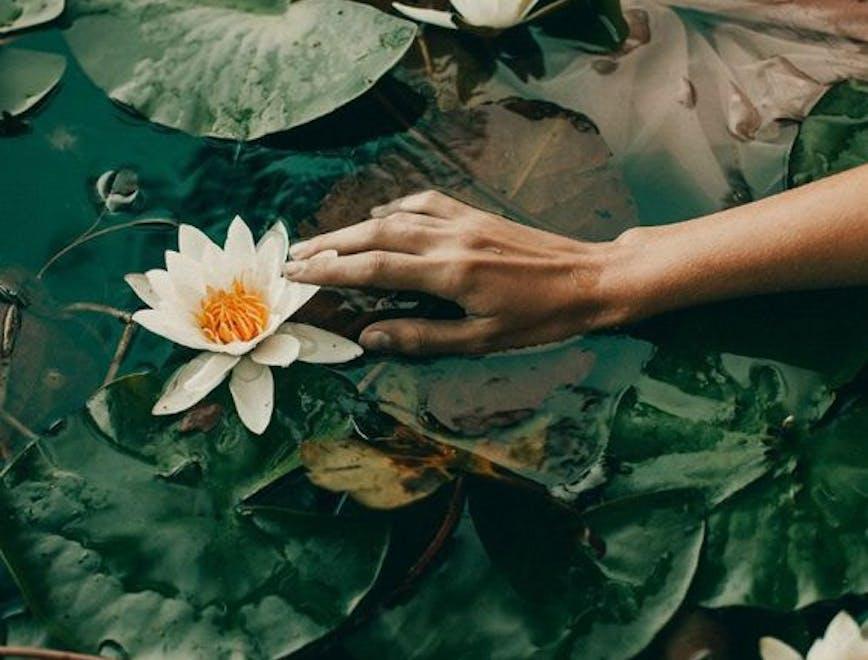 flower petal plant leaf body part hand person lily finger pond lily