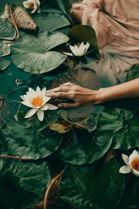 flower petal plant leaf body part hand person lily finger pond lily