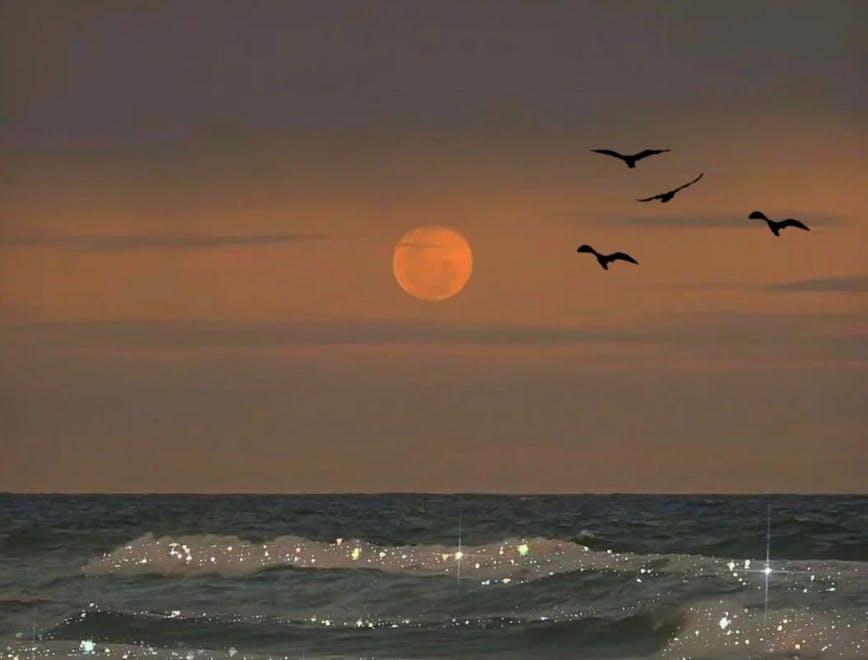 horizon nature outdoors sky sea water beach bird night windmill